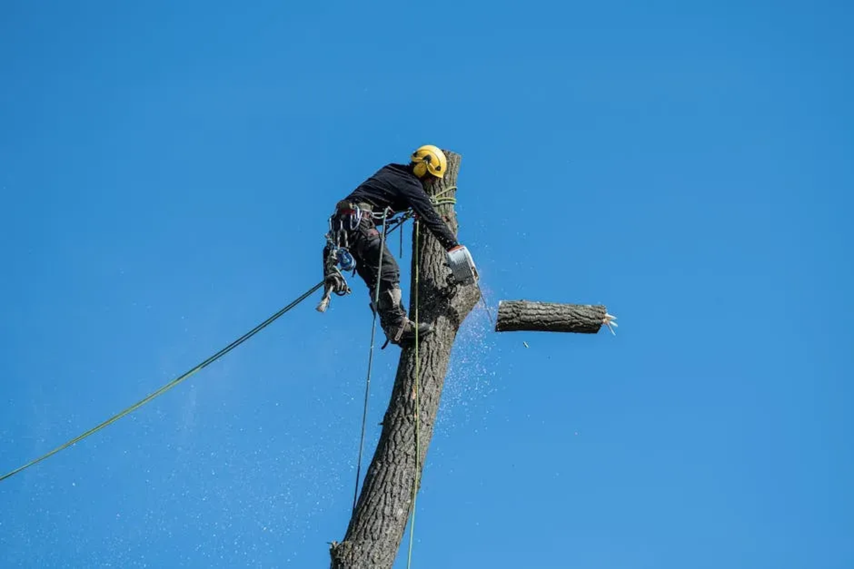 Tree Removal